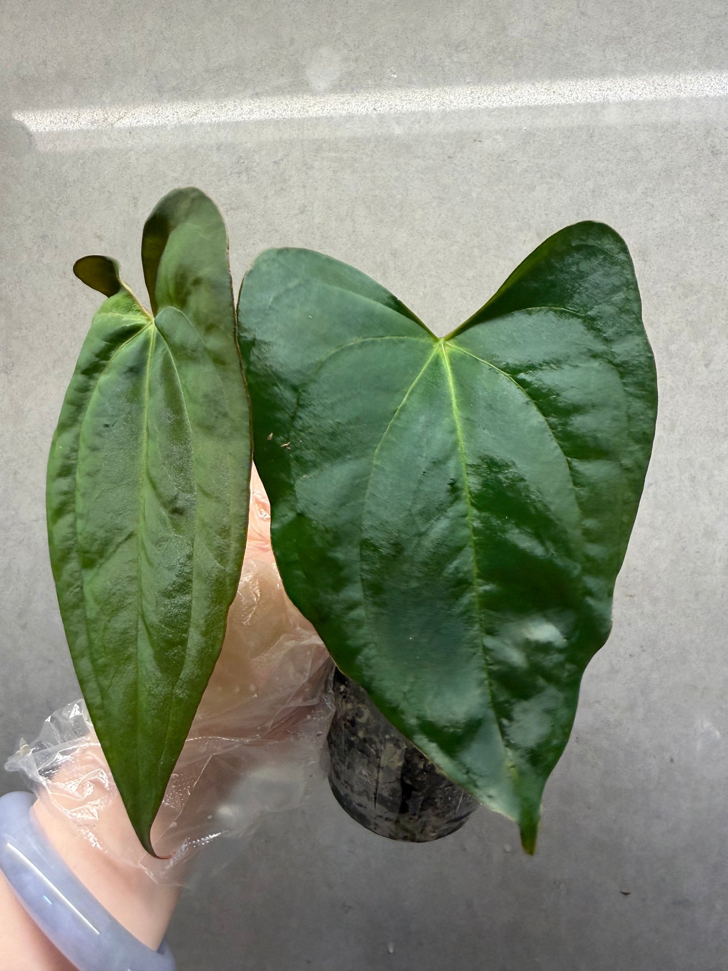 🌿Anthurium Aos*FS