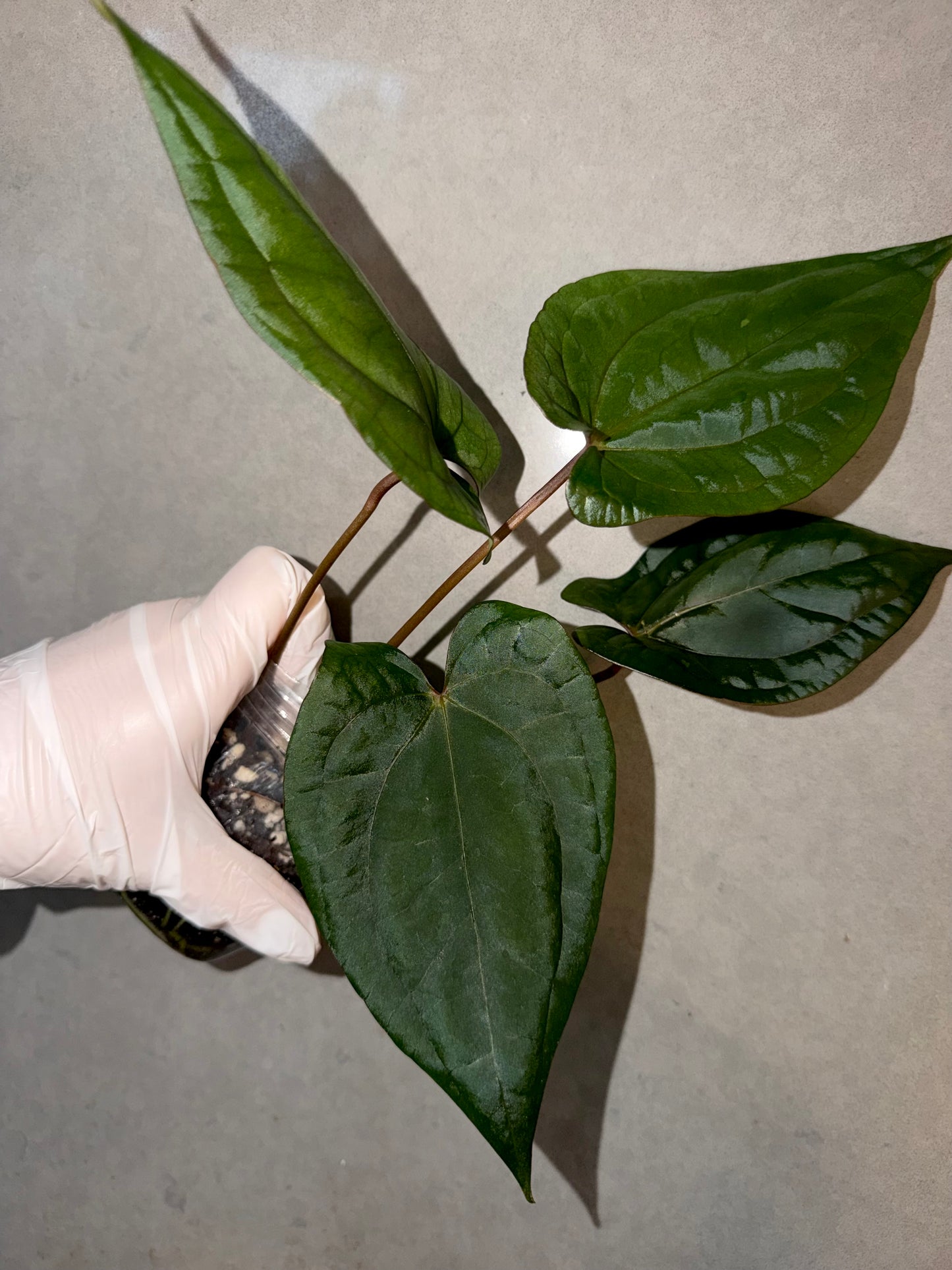 🌿Anthurium Red Vein Dark Phoenix(RVDP)