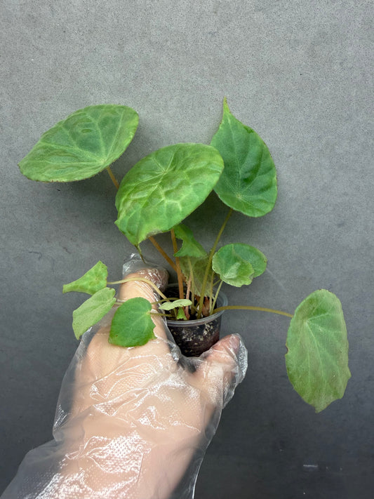 🌿 Begonia natunaensis