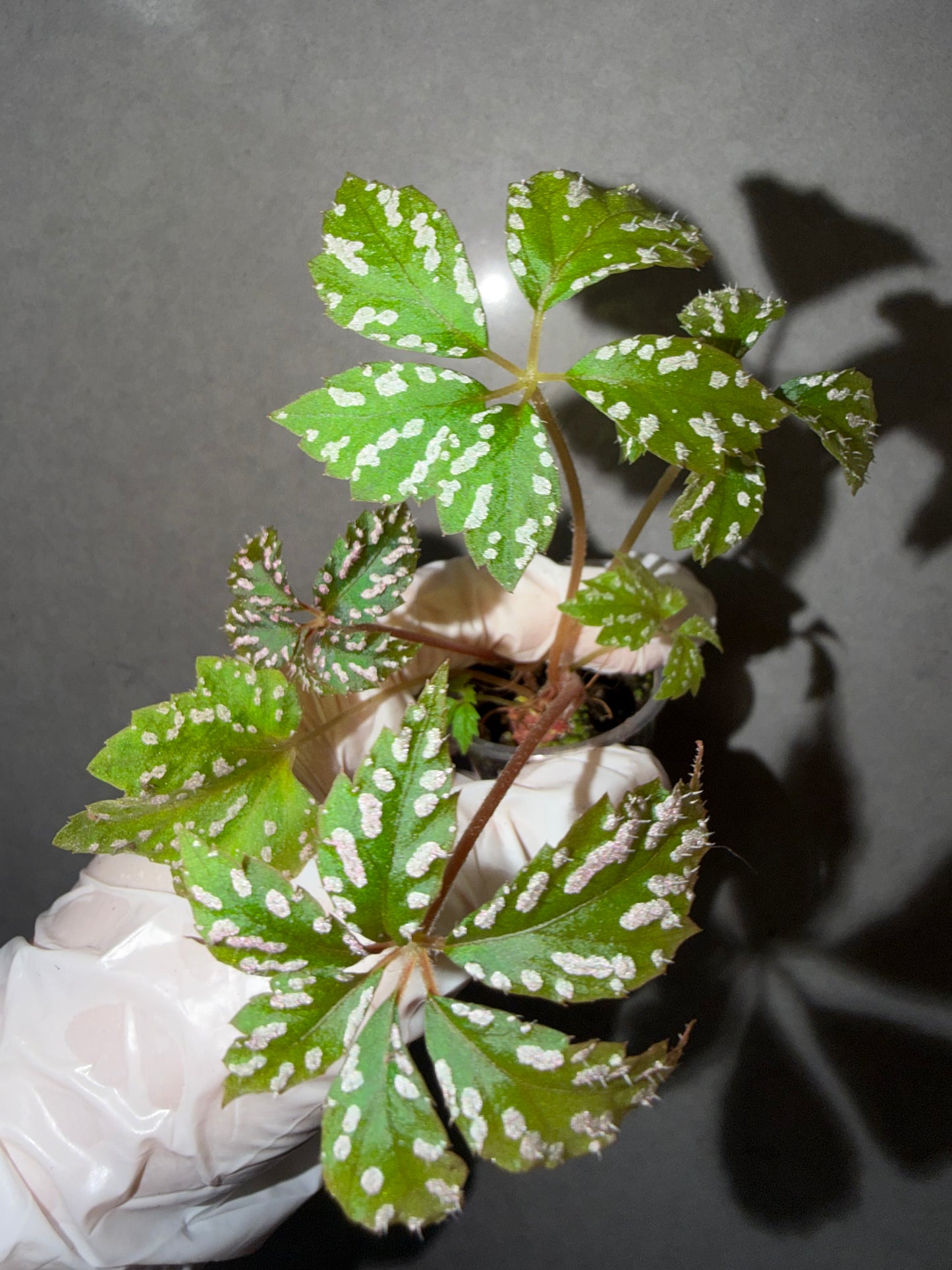 🌿Begonia hemsleyana ‘pink spot’