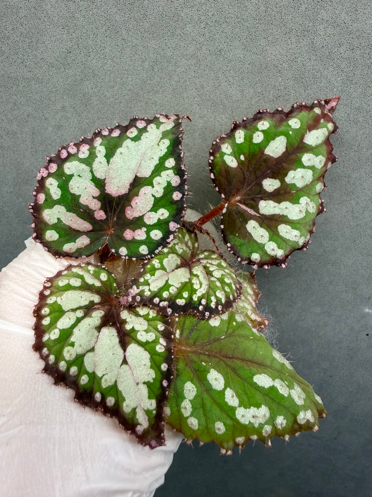 🌿Begonia M&M