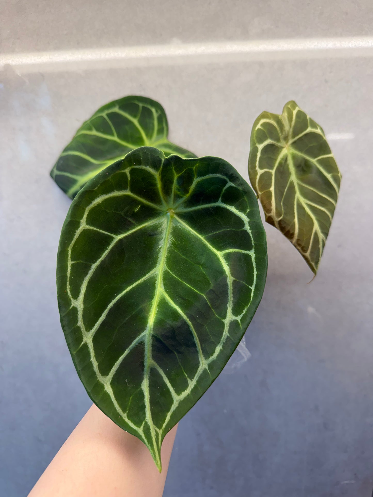 🌿Anthurium Forgetii* Crystallinum