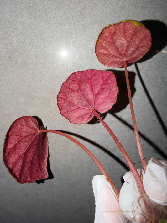 🌿Begonia Red Noid