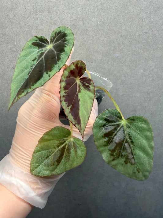 🌙 Begonia Burkillii Green Form ‘Half Moon’