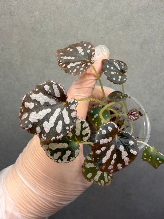 🌿Begonia silver dollar