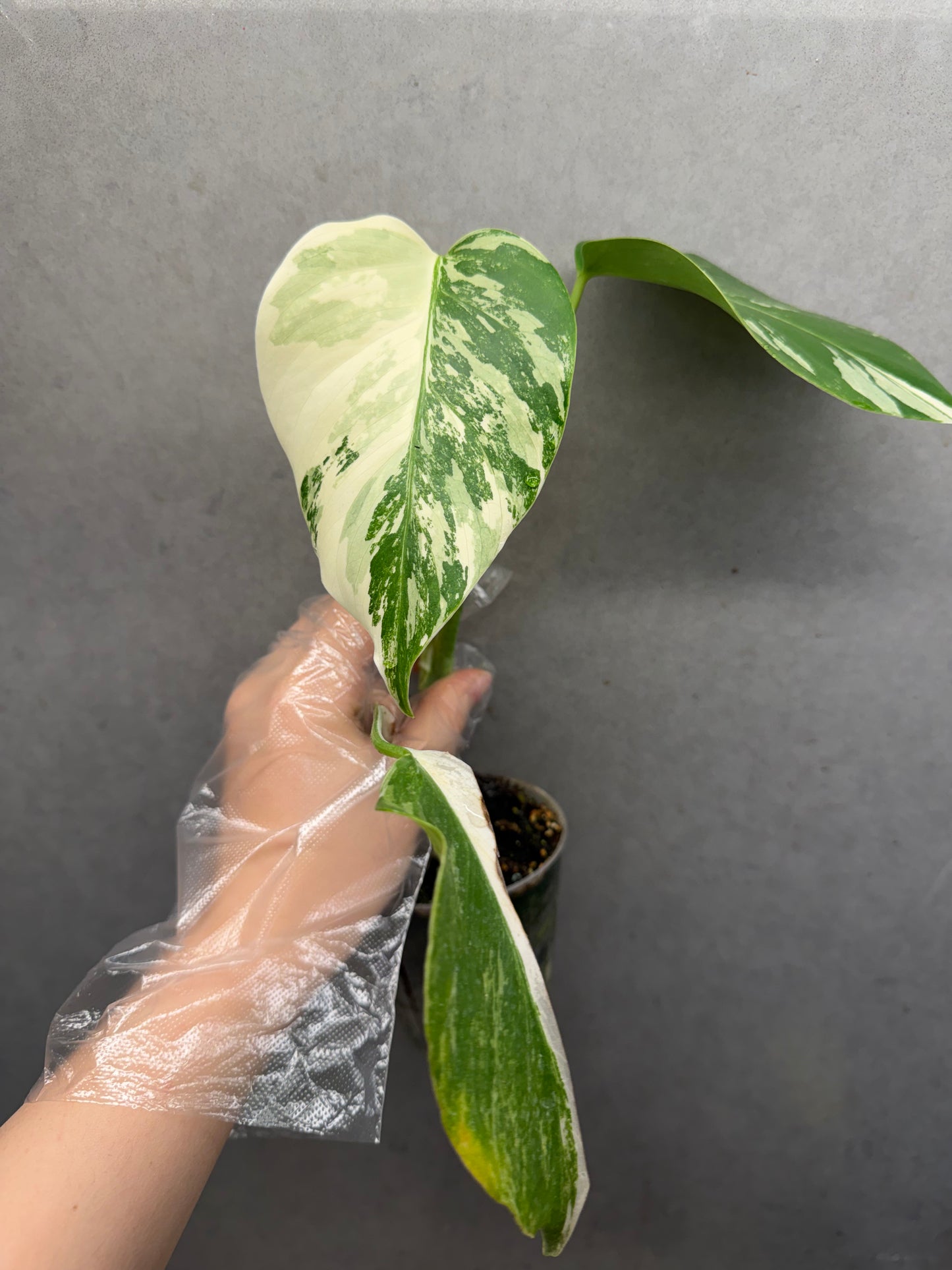 🌿 Monstera albo variegata
