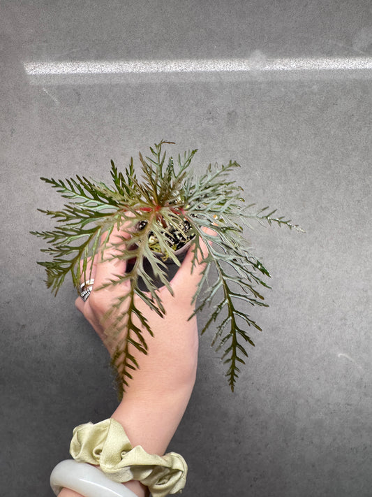 🌿 Begonia bipinnatifida