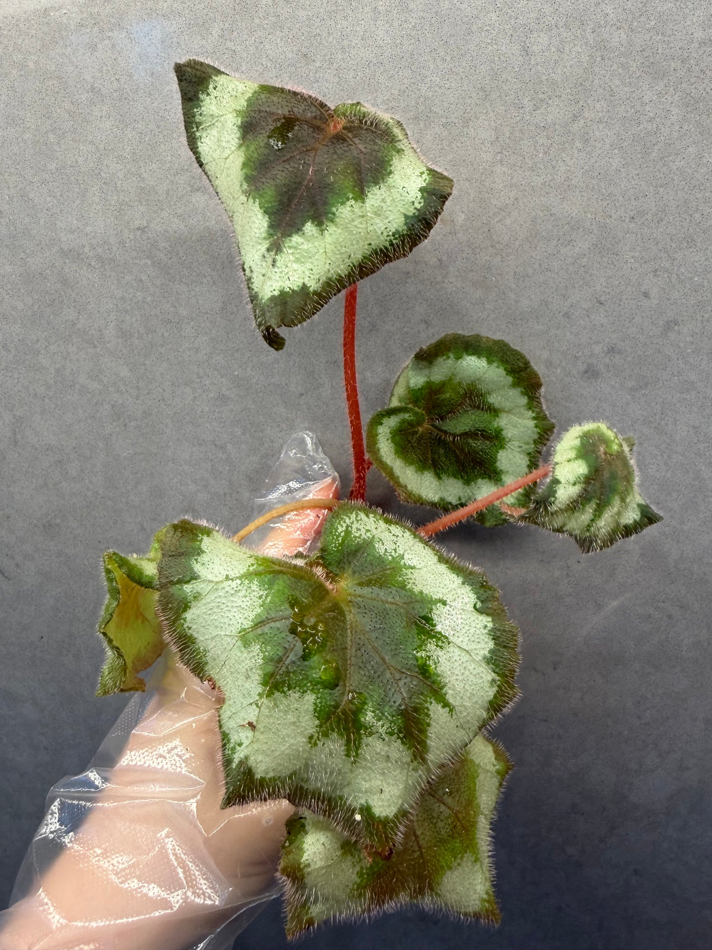 🌿Begonia 'Escargot'