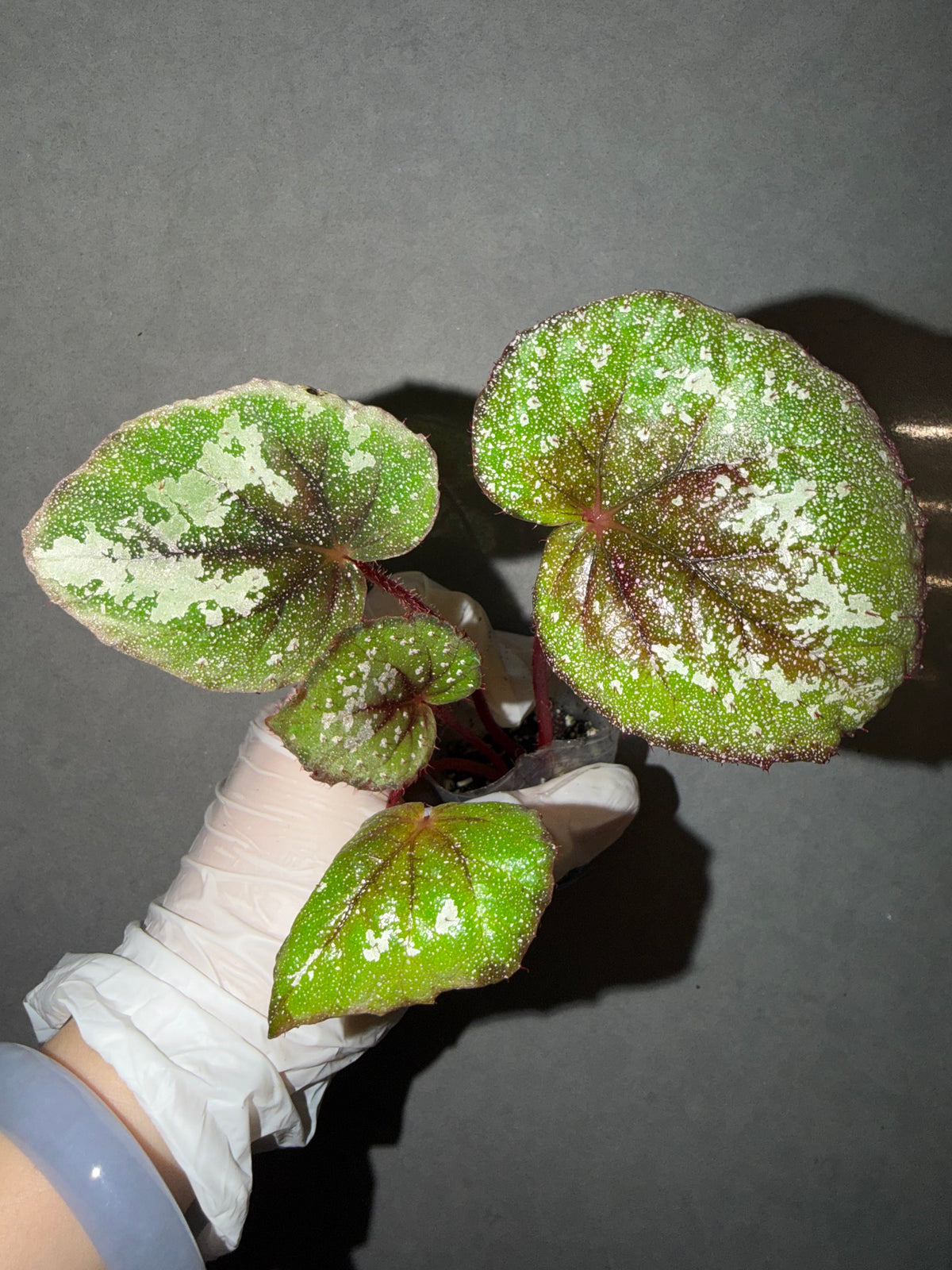 🌠 Begonia ‘DS-Antares’