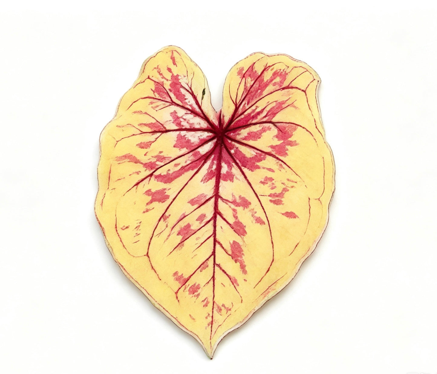 💜Caladium fridge magnet🩷