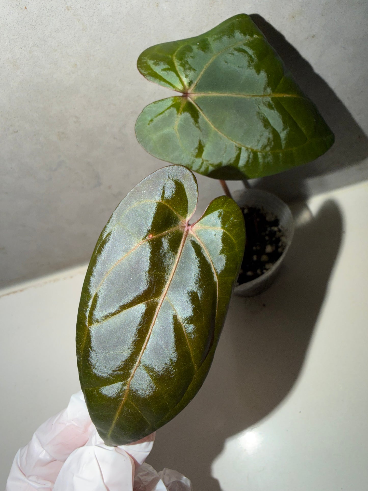 🌿Anthurium 'Michelle'*RVDP