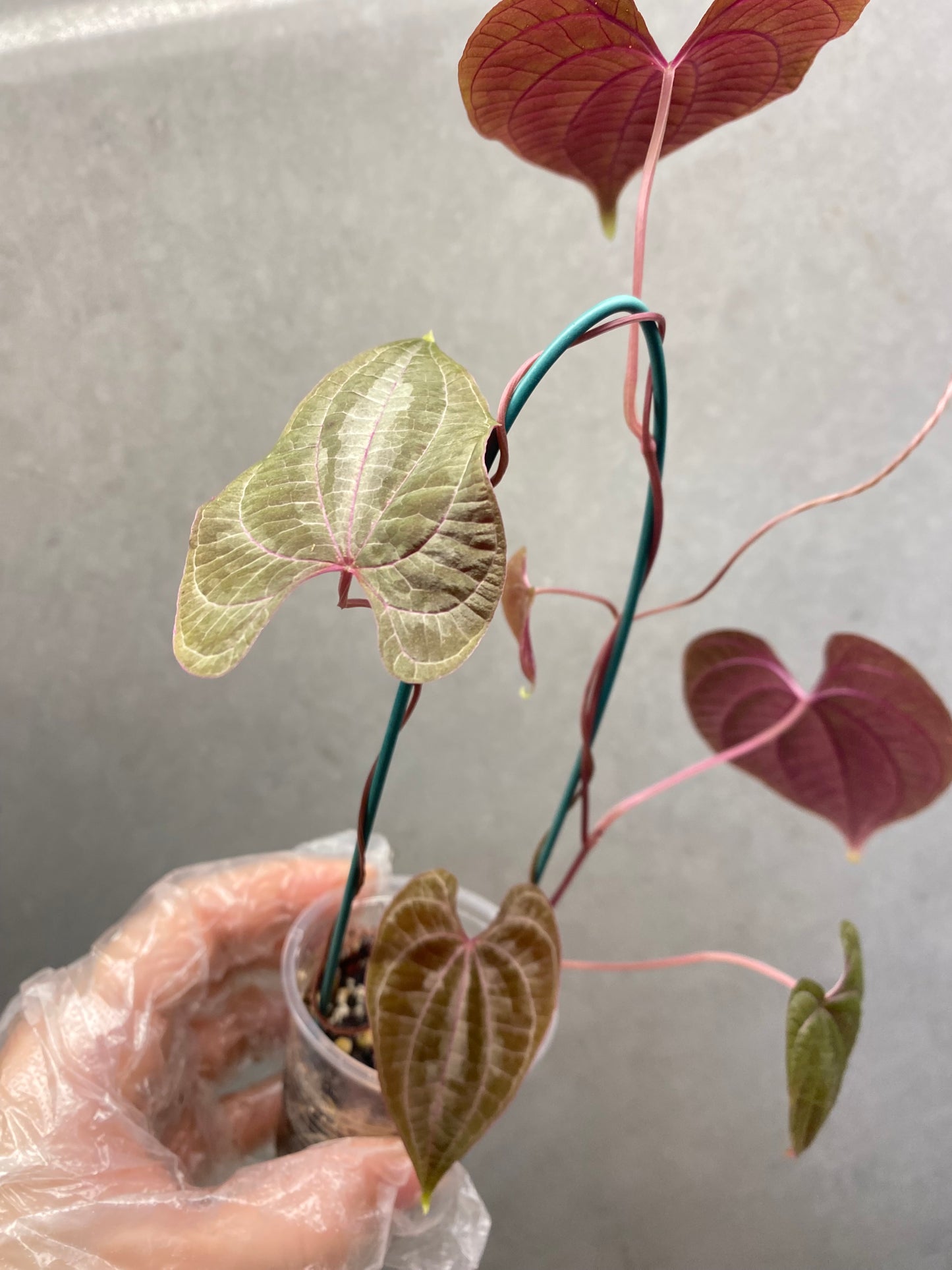 🌿 Dioscorea discolor