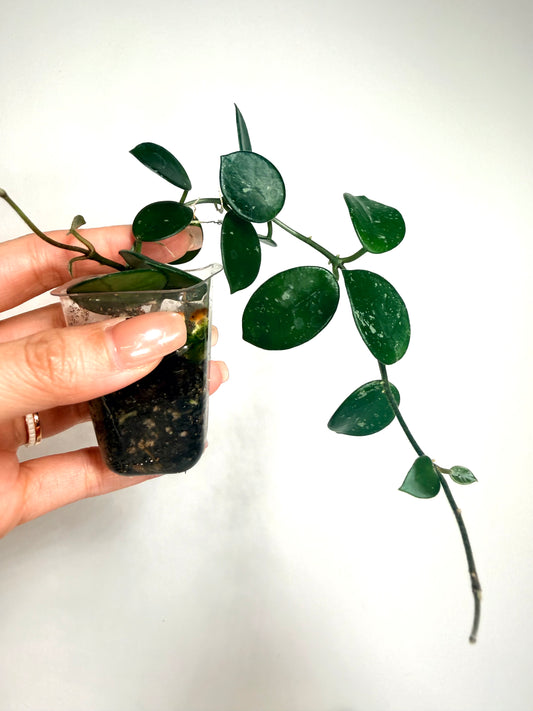 Hoya Lacunosa Super Silver