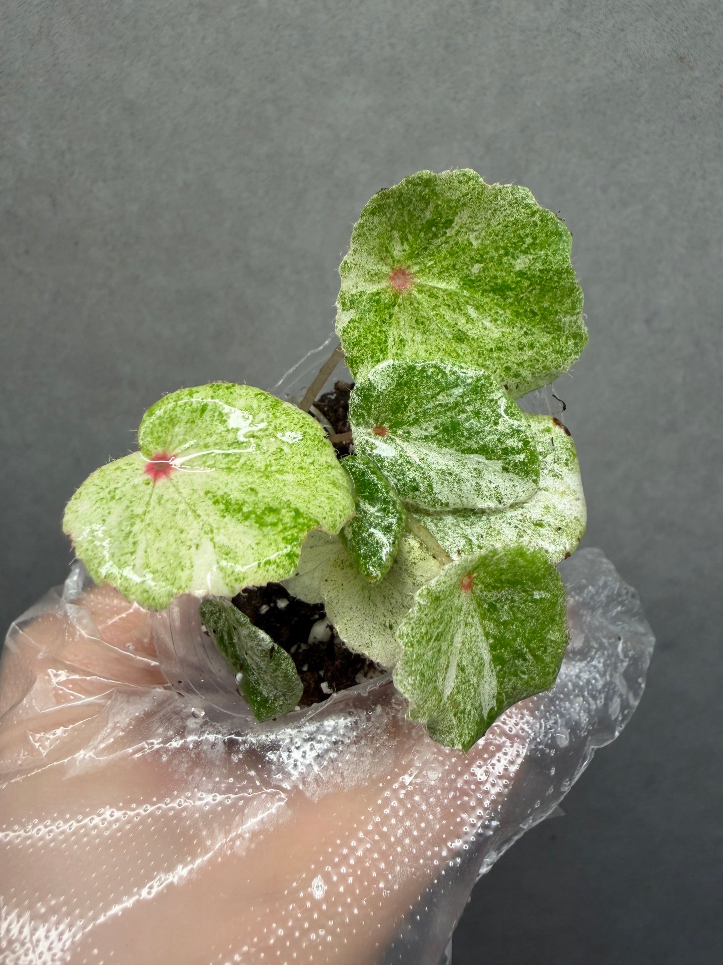 🌿 Begonia 'Rouge' Variegated