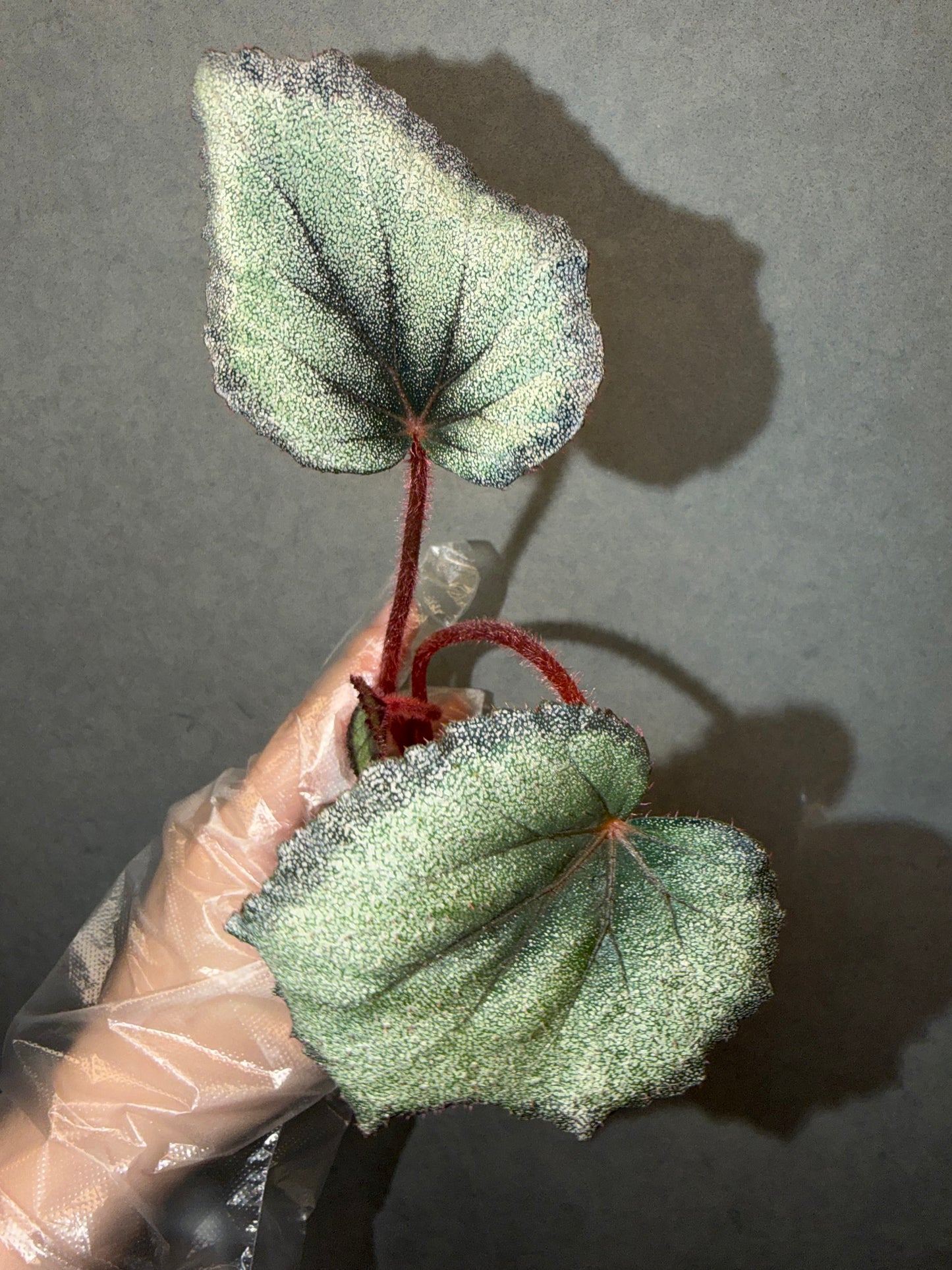 🌿 Begonia ‘Flamingo’