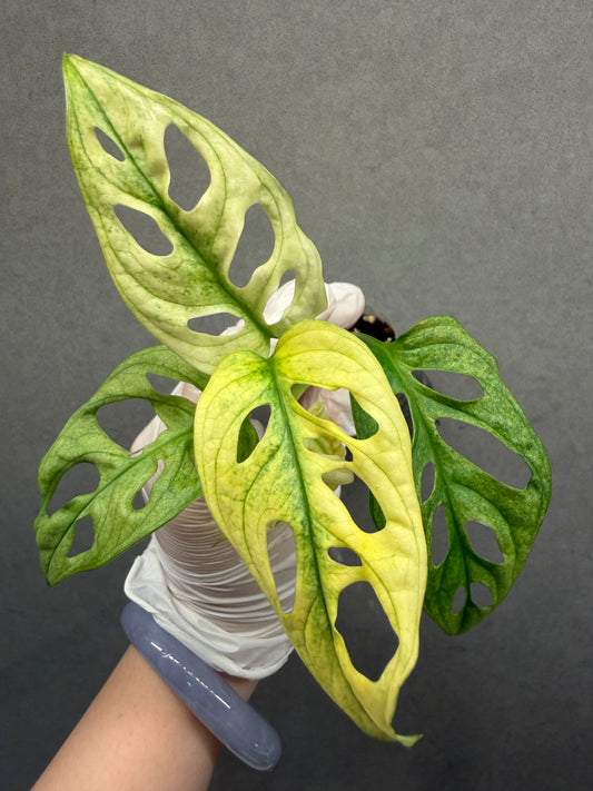 🌿monstera adansonii white monster
