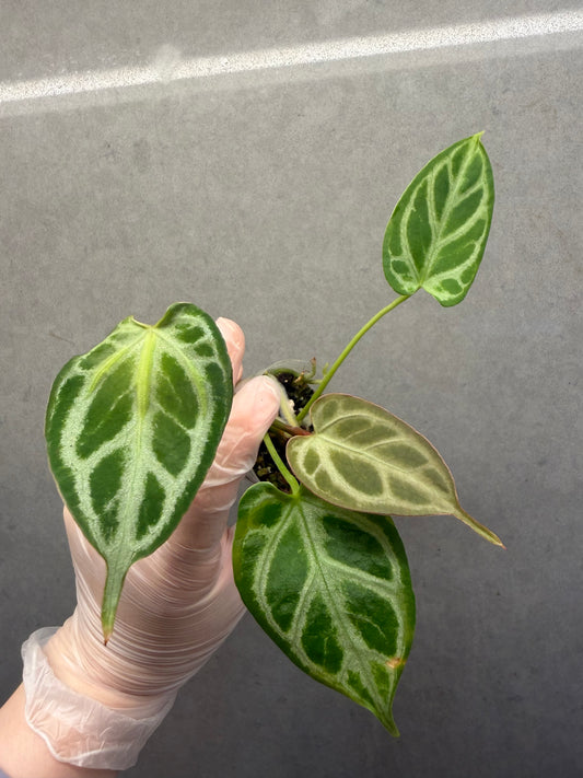 🌿Anthurium “Crystal hope”