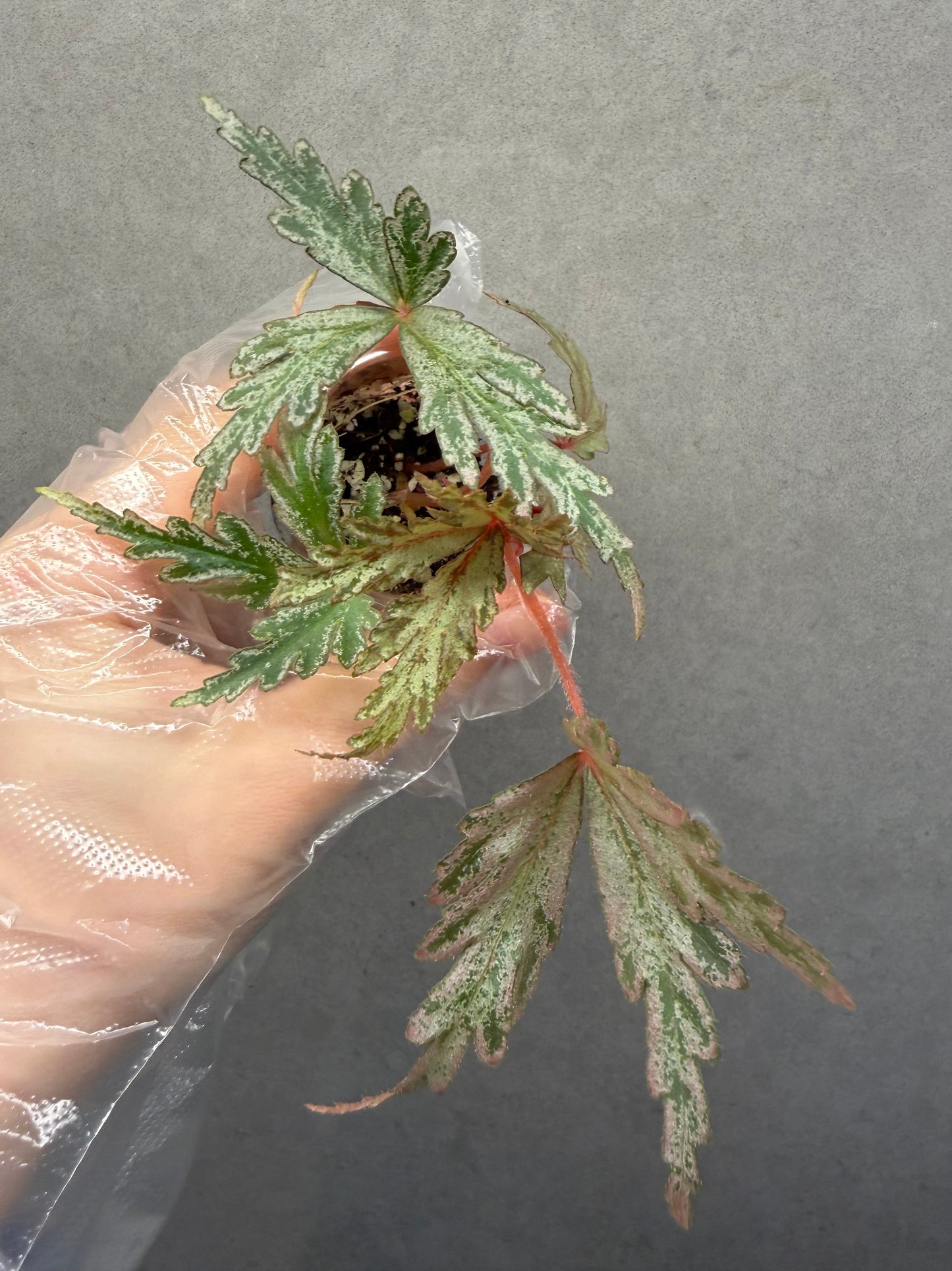 🌿Begonia polilloensis x rajah