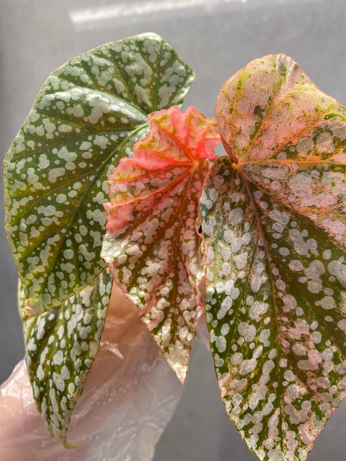 🌿 Begonia 'Snow Cap' Pink Variegated
