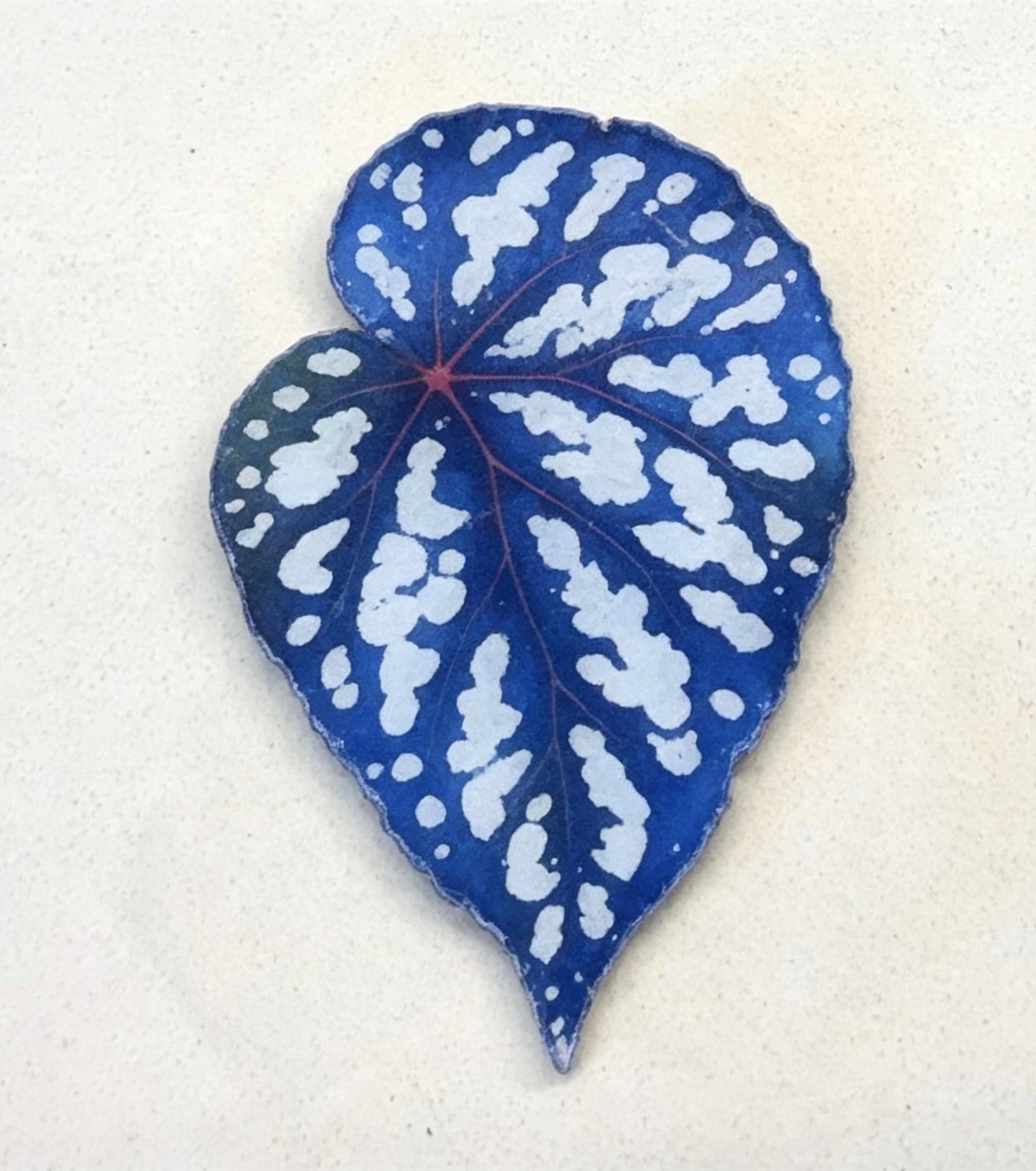 💜Begonia fridge magnet🩷