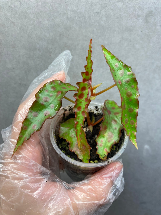 🌿 Begonia amphioxus