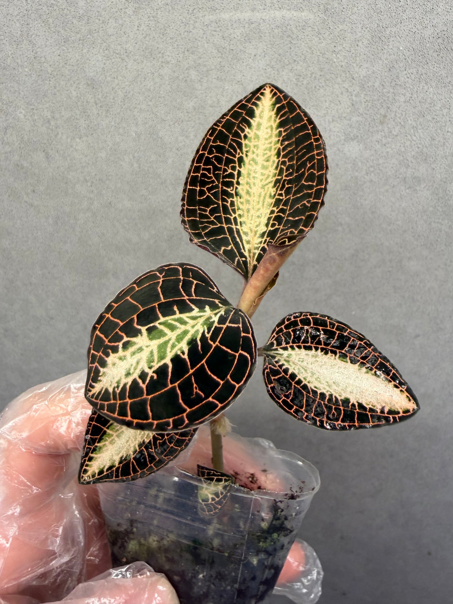 🌿Anoectochiluls roxburghii variegated