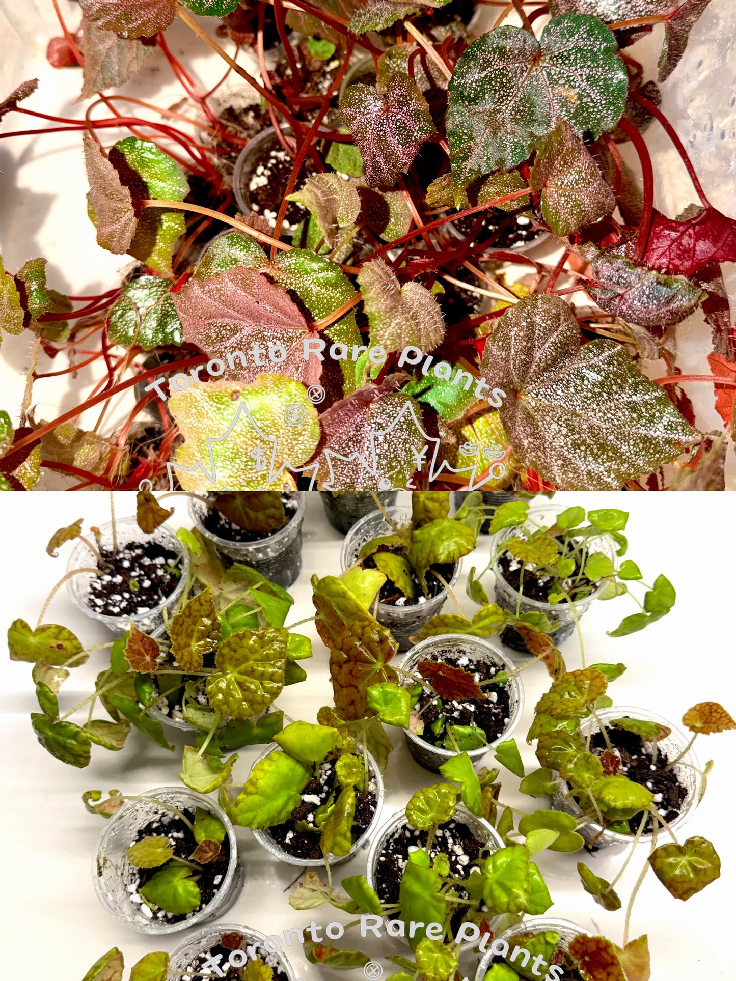 🌿Begonia Combo（Sale）
