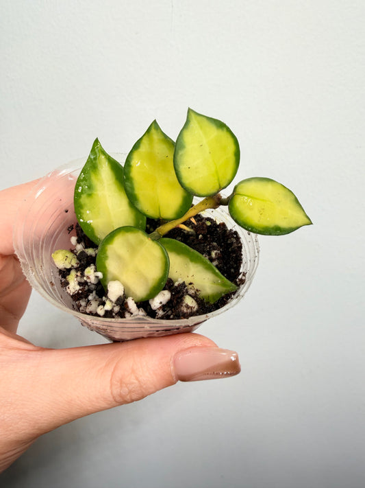 Hoya Lacunosa Queen Midori