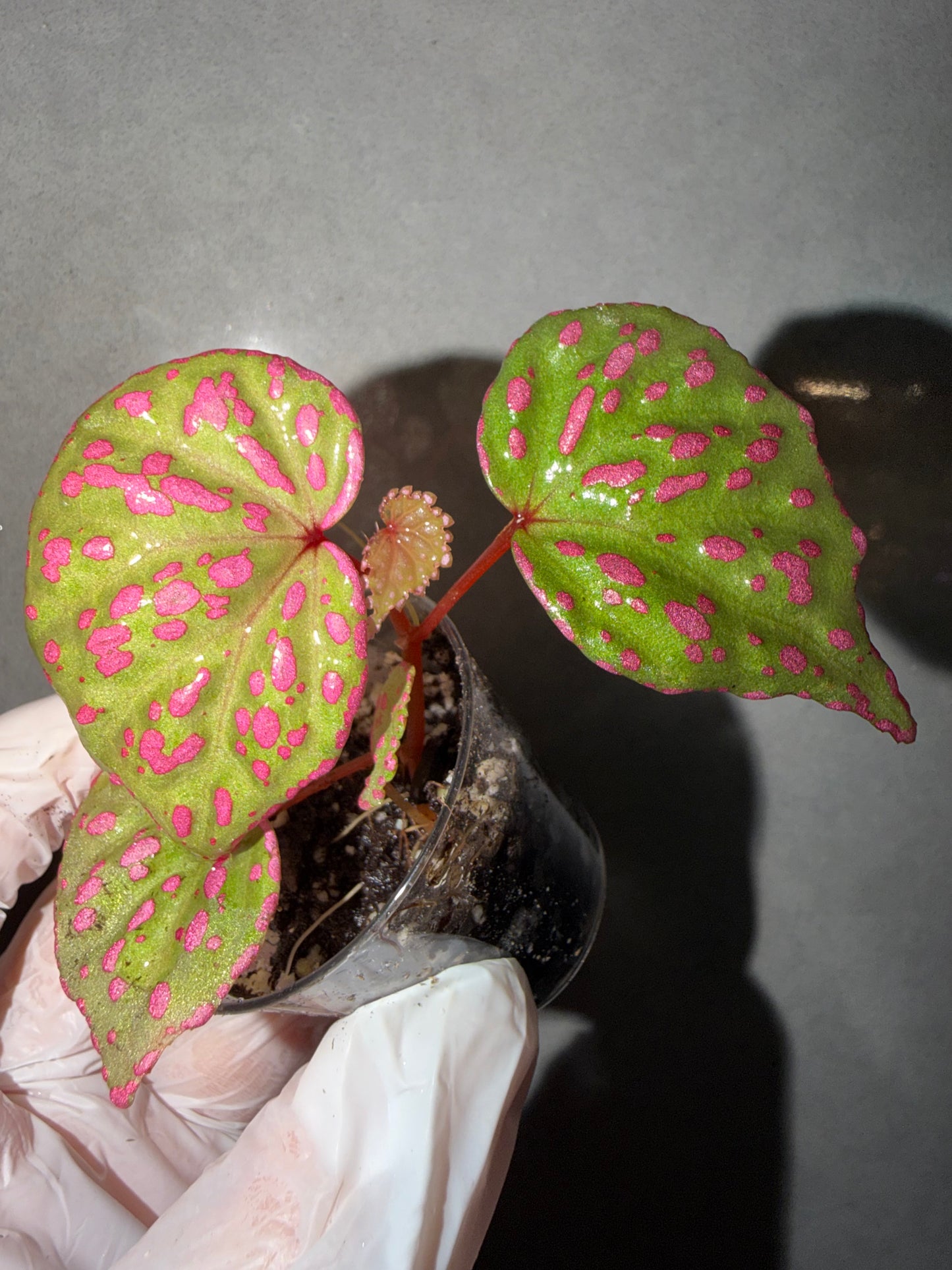 🌸Begonia Roseopunctata