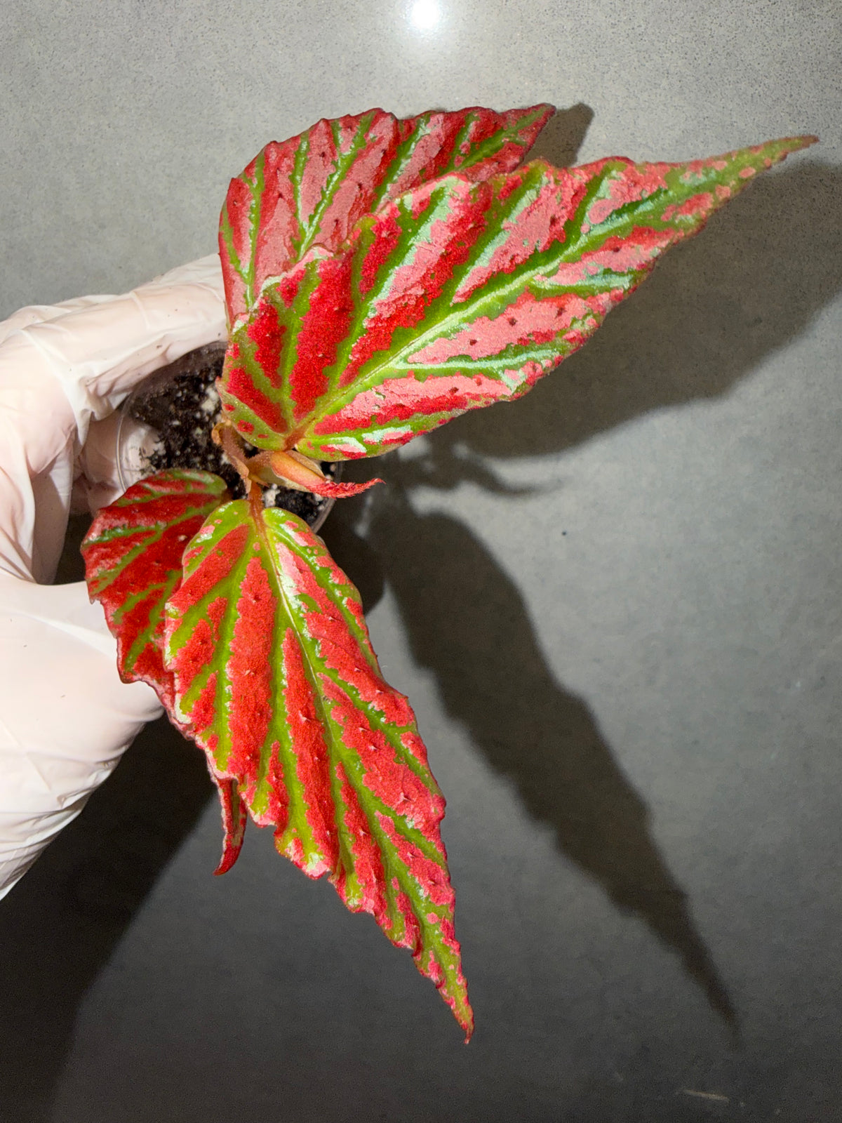 🌿Begonia sp. “Sabah Pink”