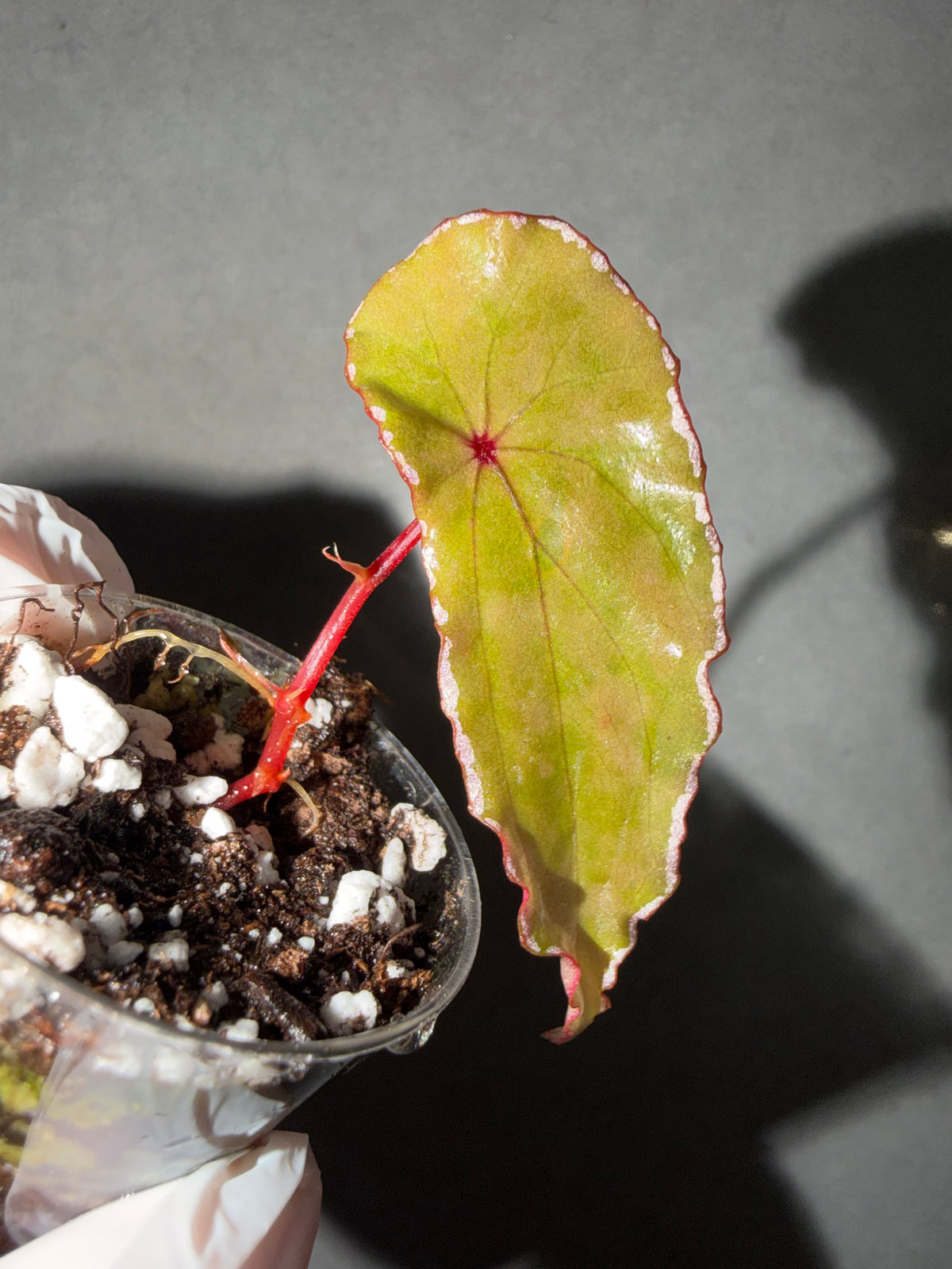 🌿Begonia northbaramensis🫶🏻