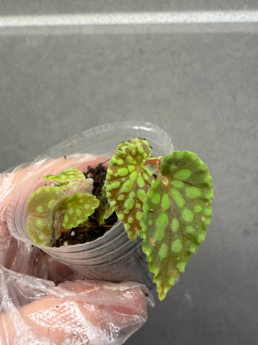 🟢 Begonia chlorosticta