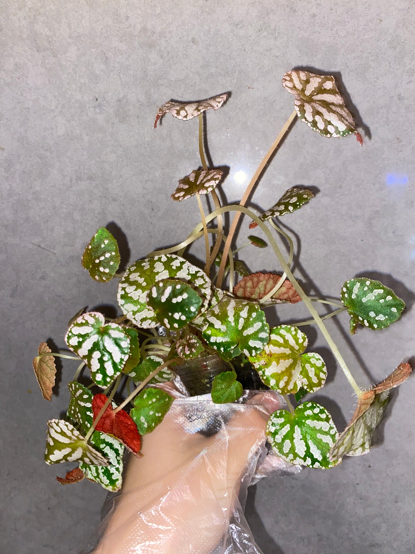 🪙Begonia 'Silver Dollar'