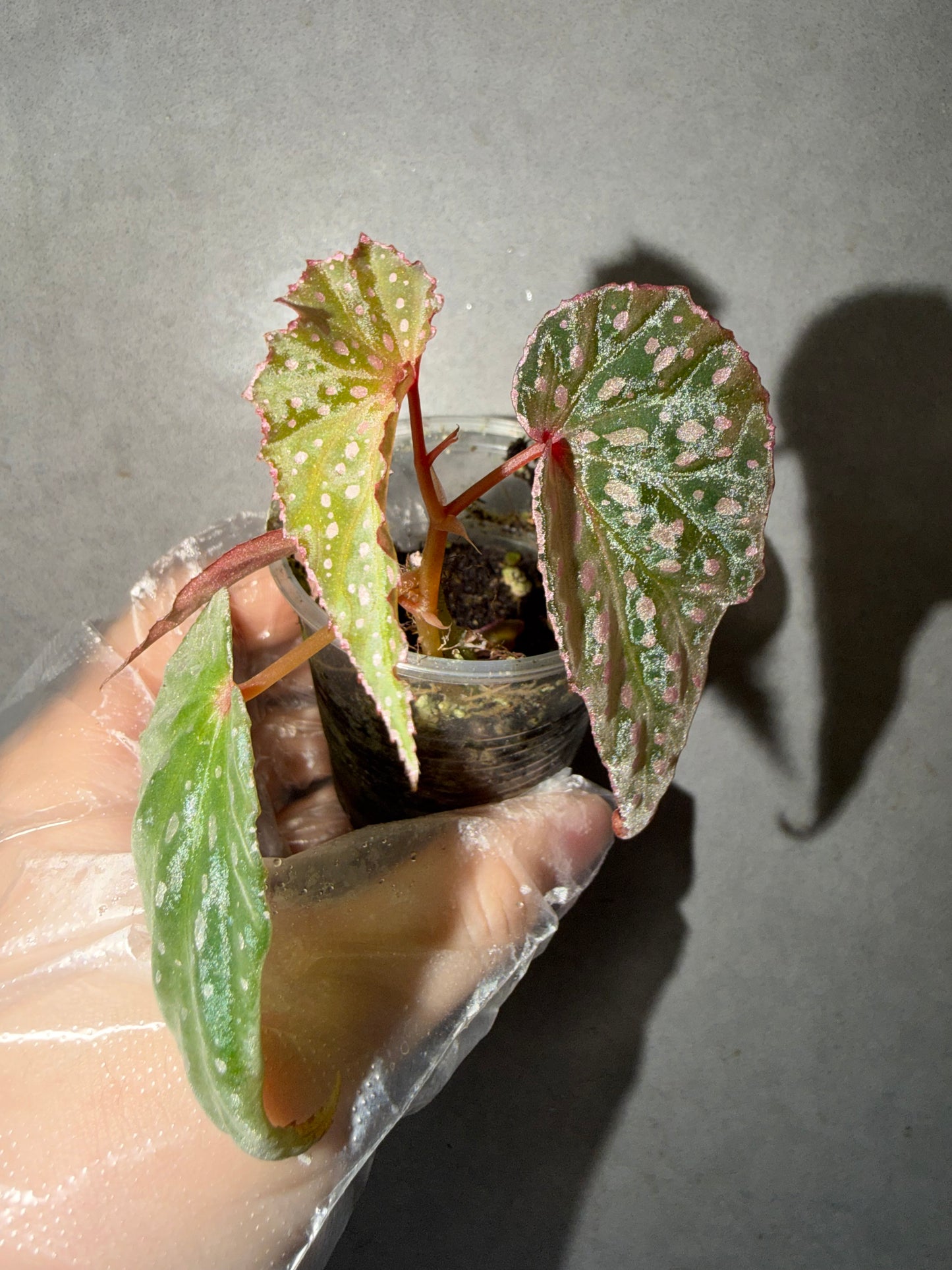 🌿 Begonia malachosticta