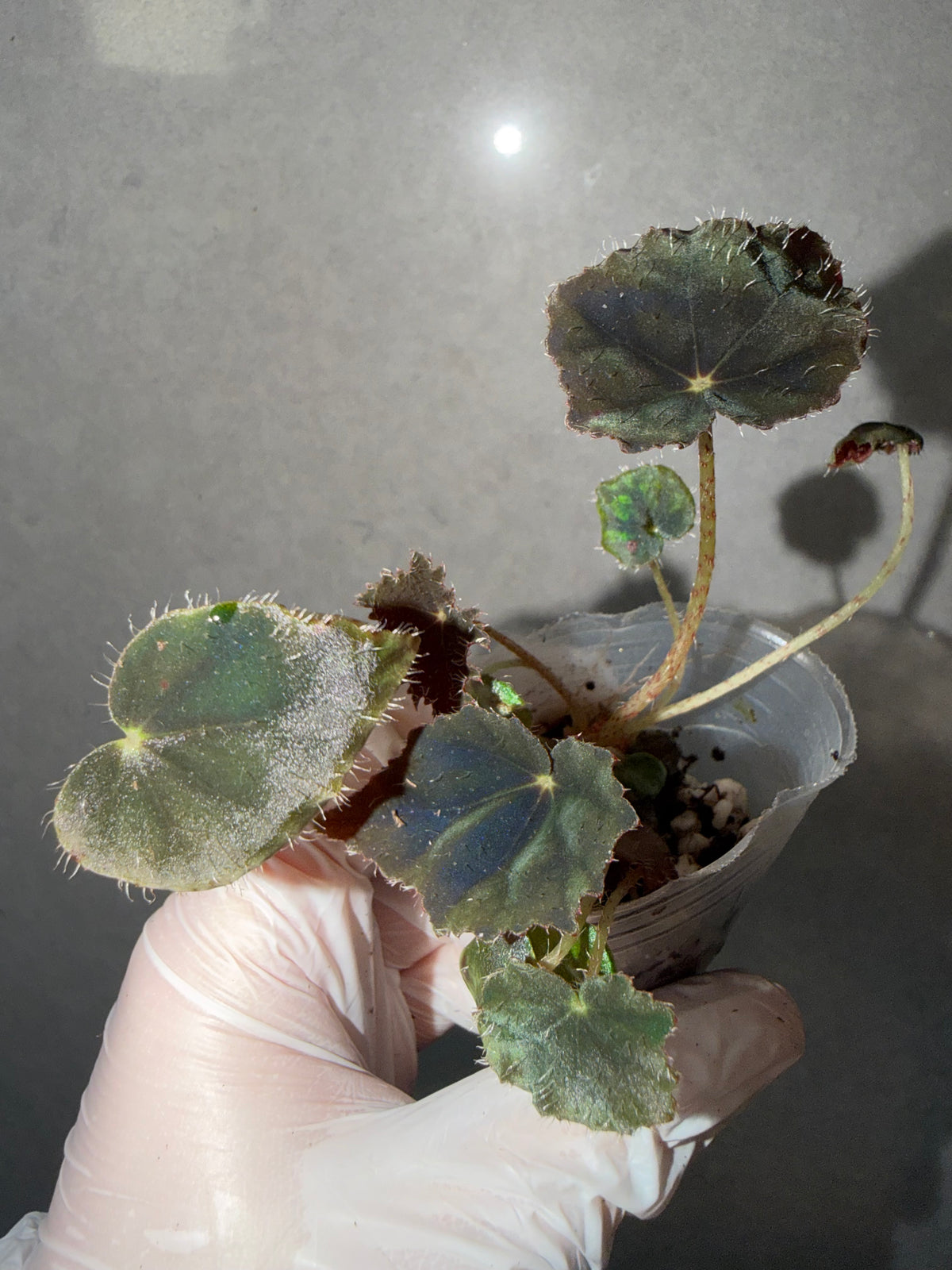 Begonia 5 Combo：sp. Sabah Pink➕ Black Mountain➕ Pink Panther➕ hybrid Blue-Green➕ black velvet