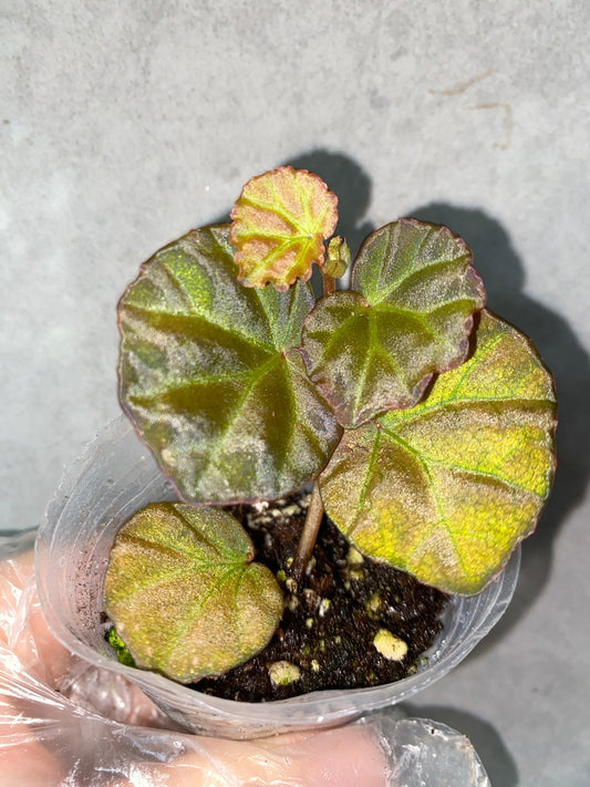 🌿 Begonia sp. Sarawak