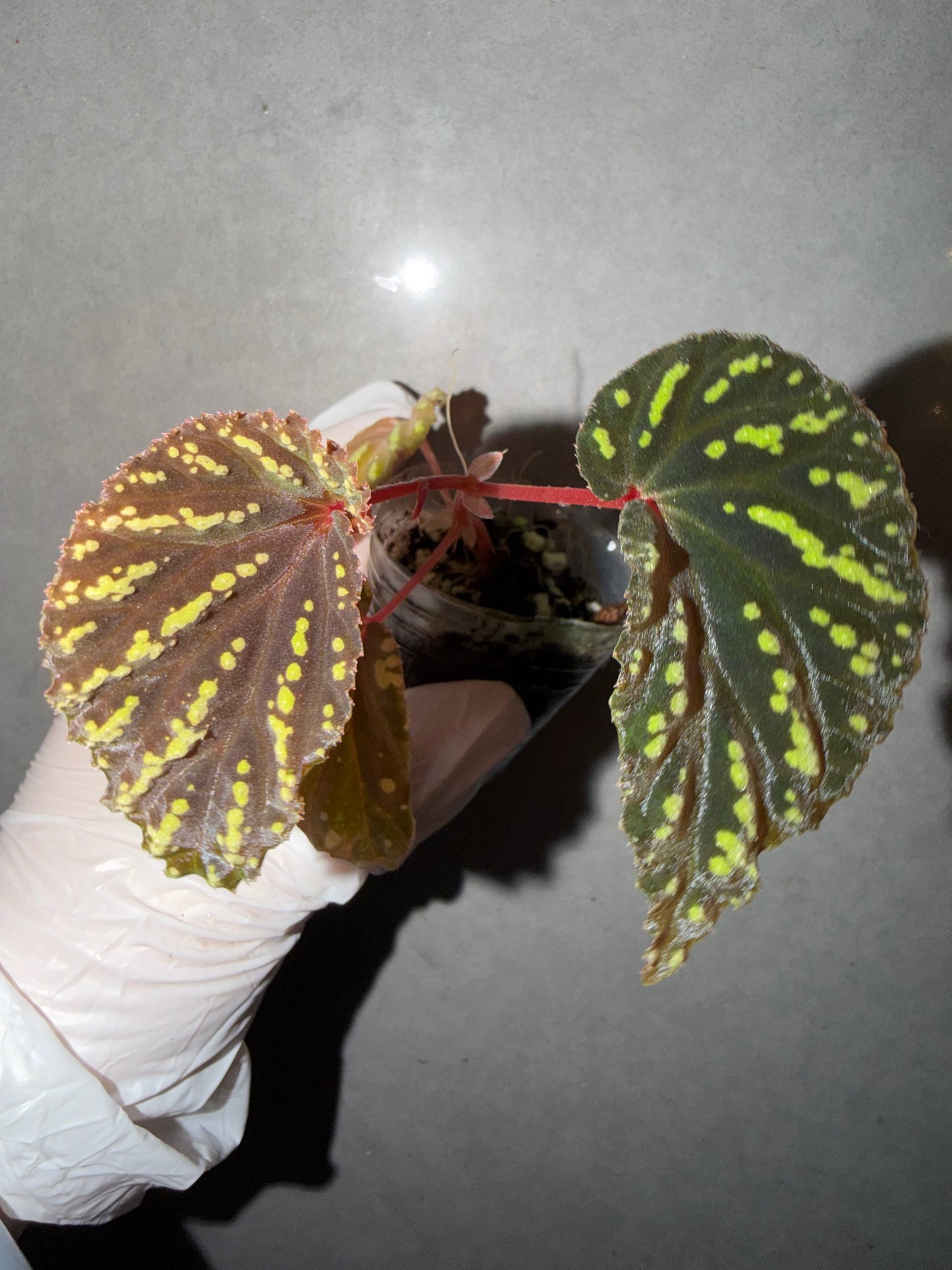 🌿 Begonia atricha