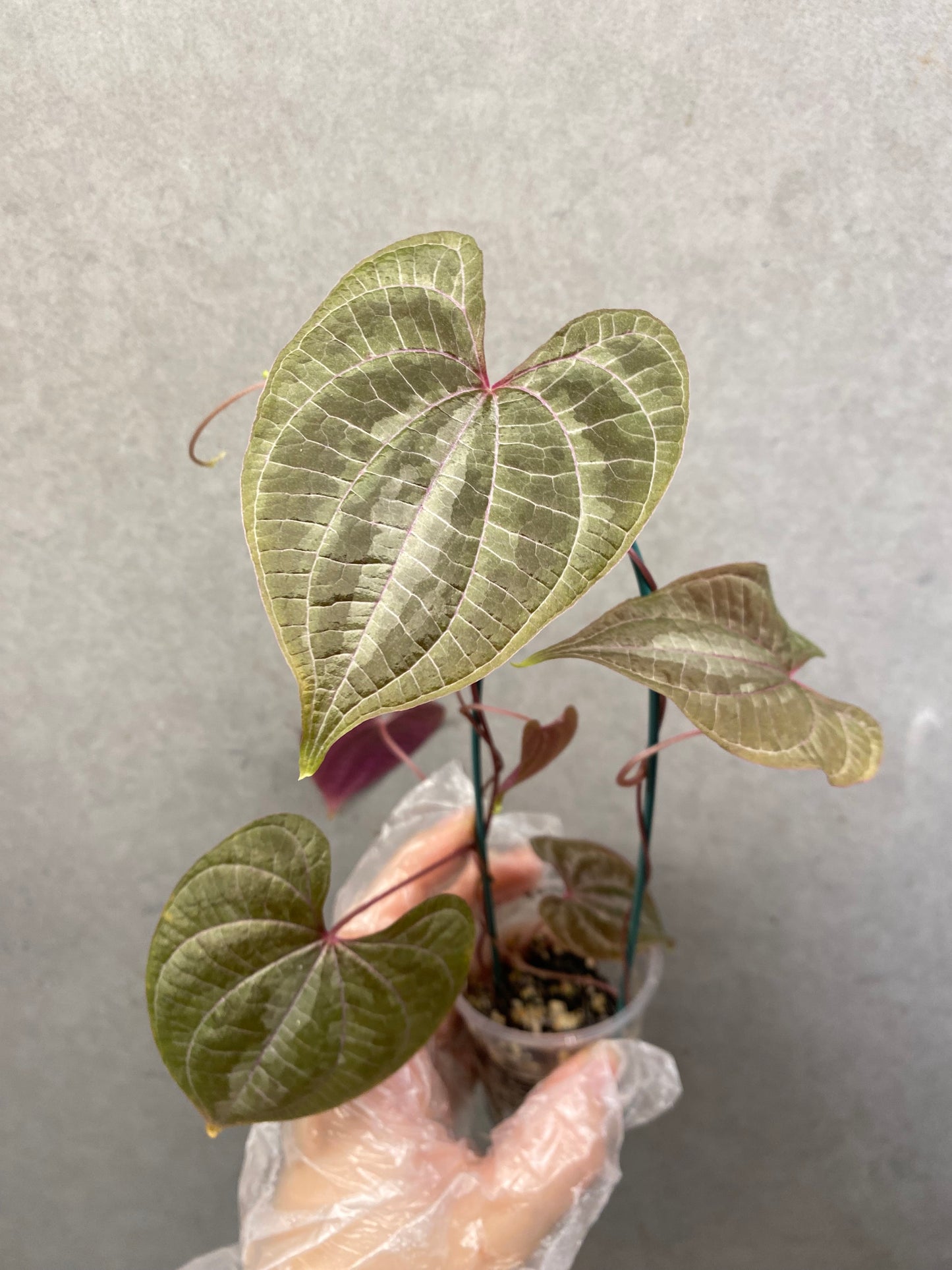 🌿 Dioscorea discolor