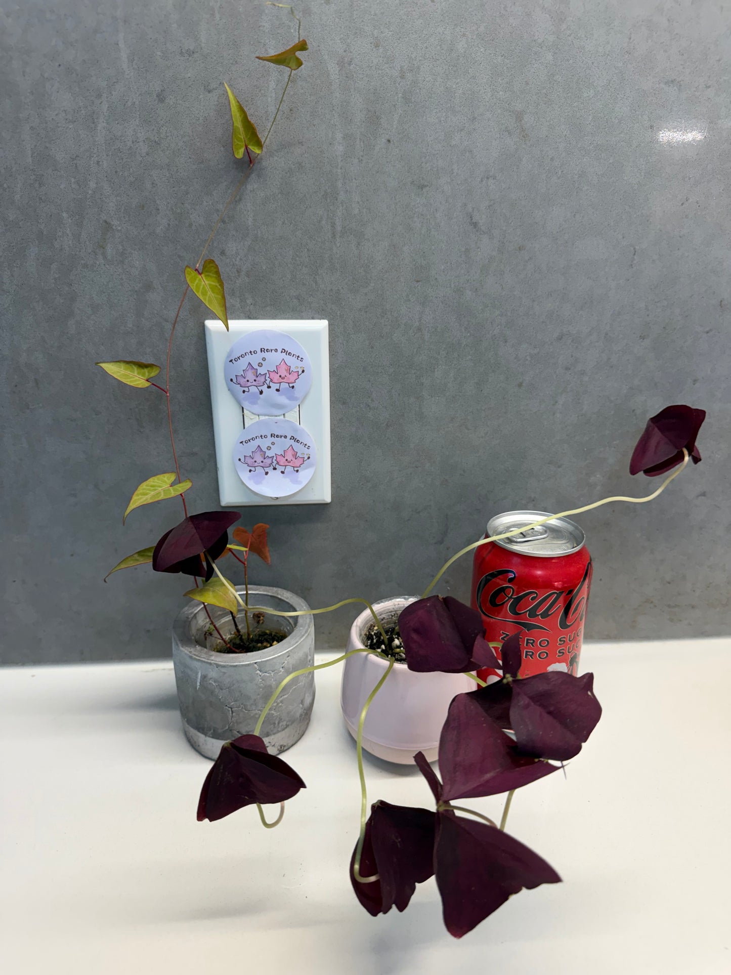 🌿Fallopia multiflora➕Oxalis Triangularis