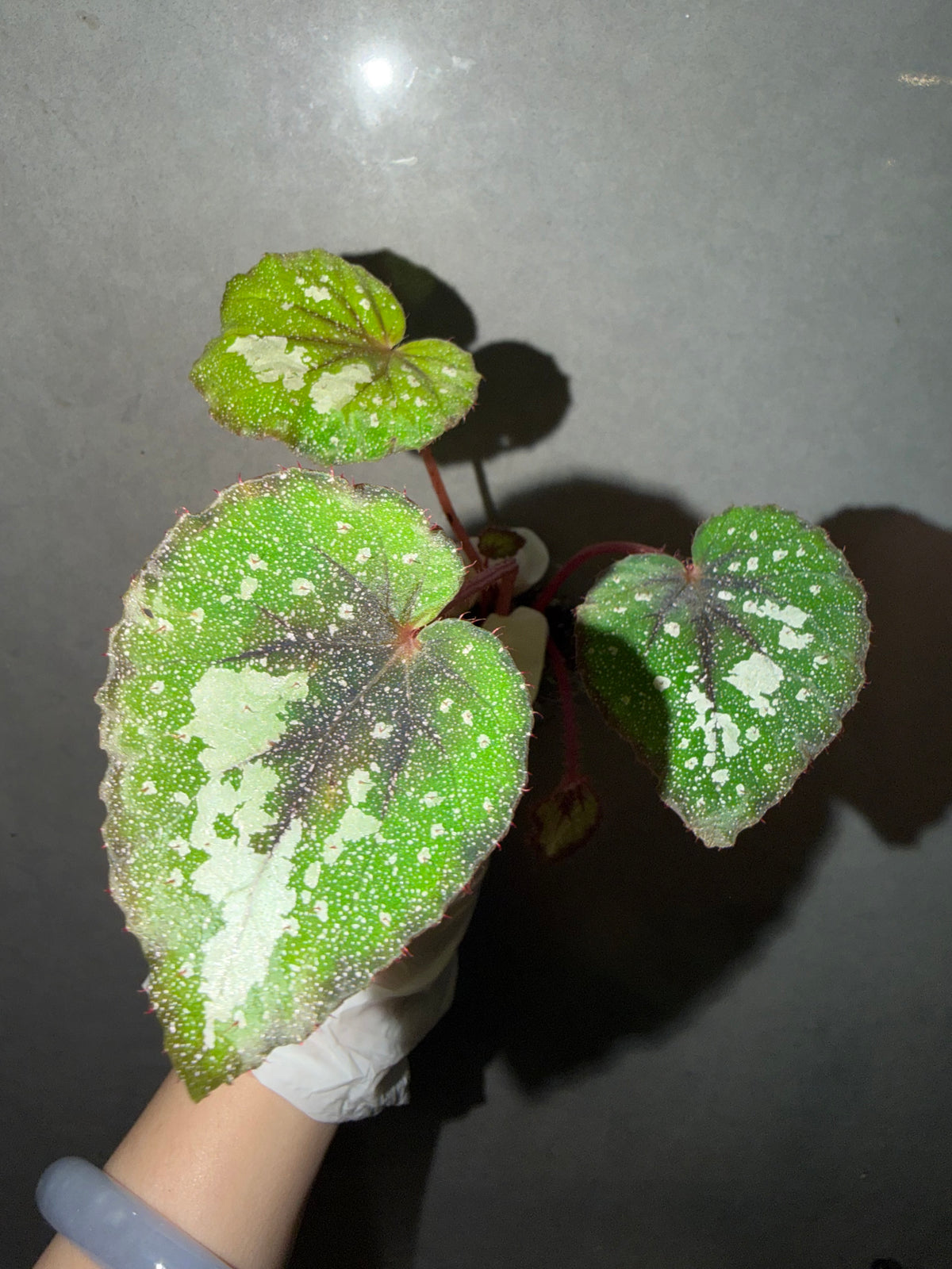 🌠 Begonia ‘DS-Antares’
