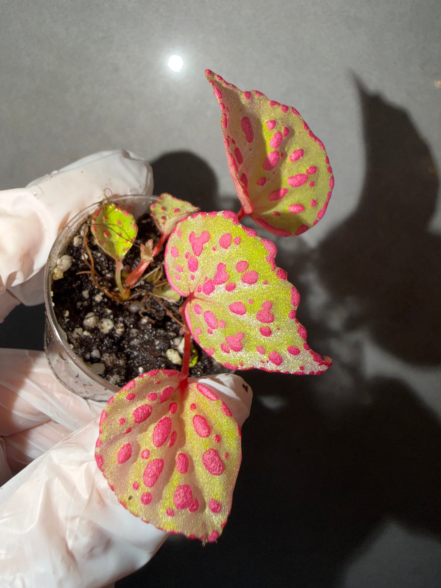 🌸Begonia Roseopunctata