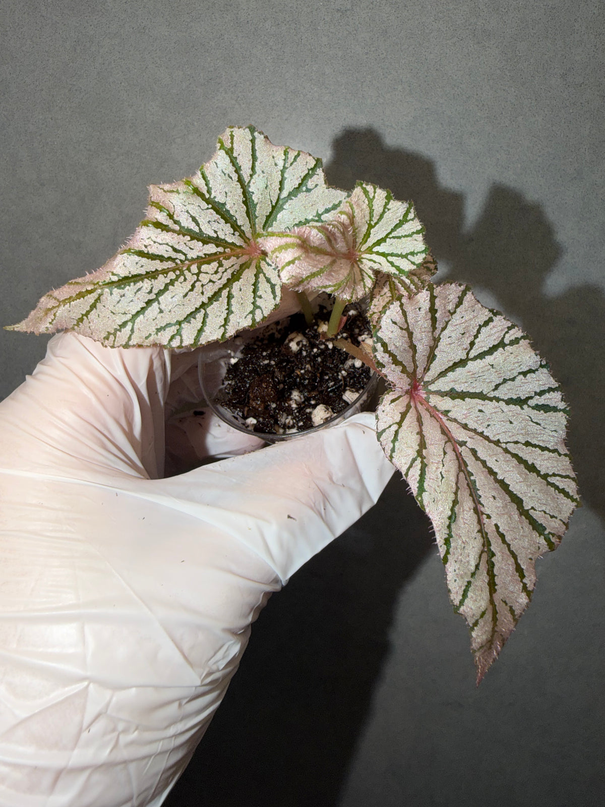 🌸Begonia ‘Ashura’