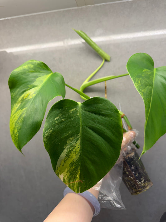 🌿Monstera Aurea