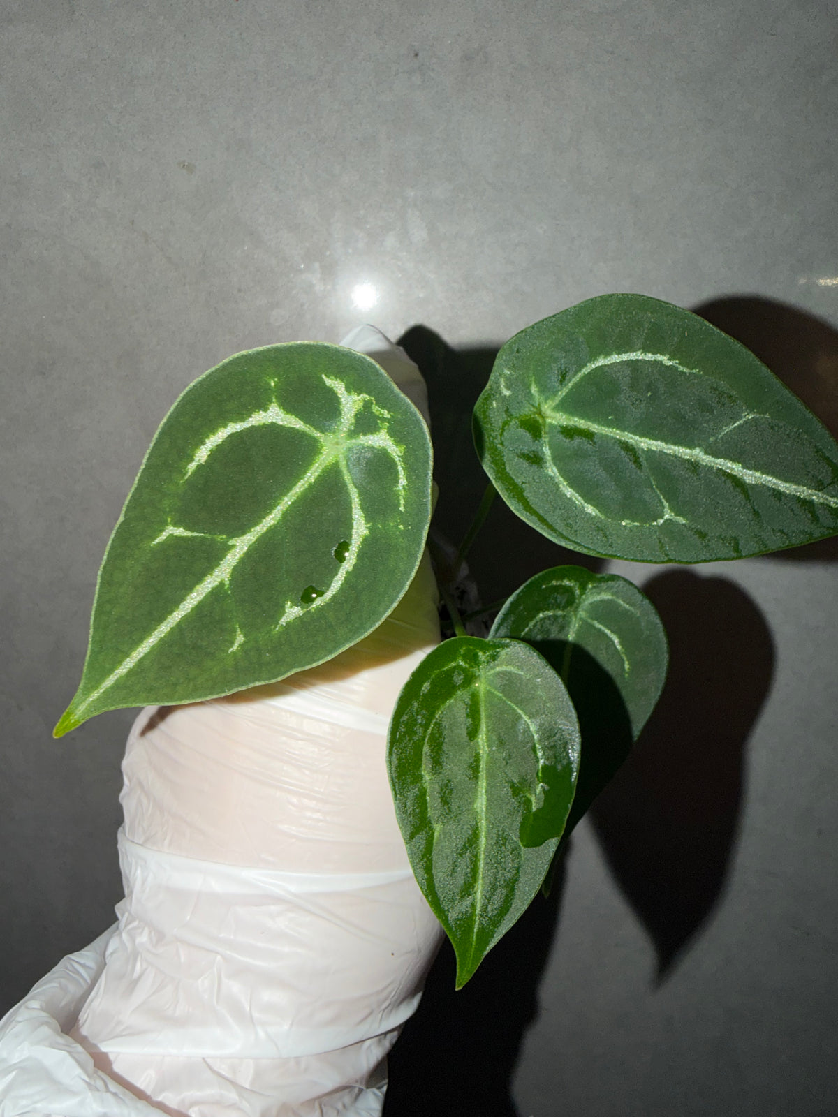 🌿Anthurium Forgetii * Crystallinum