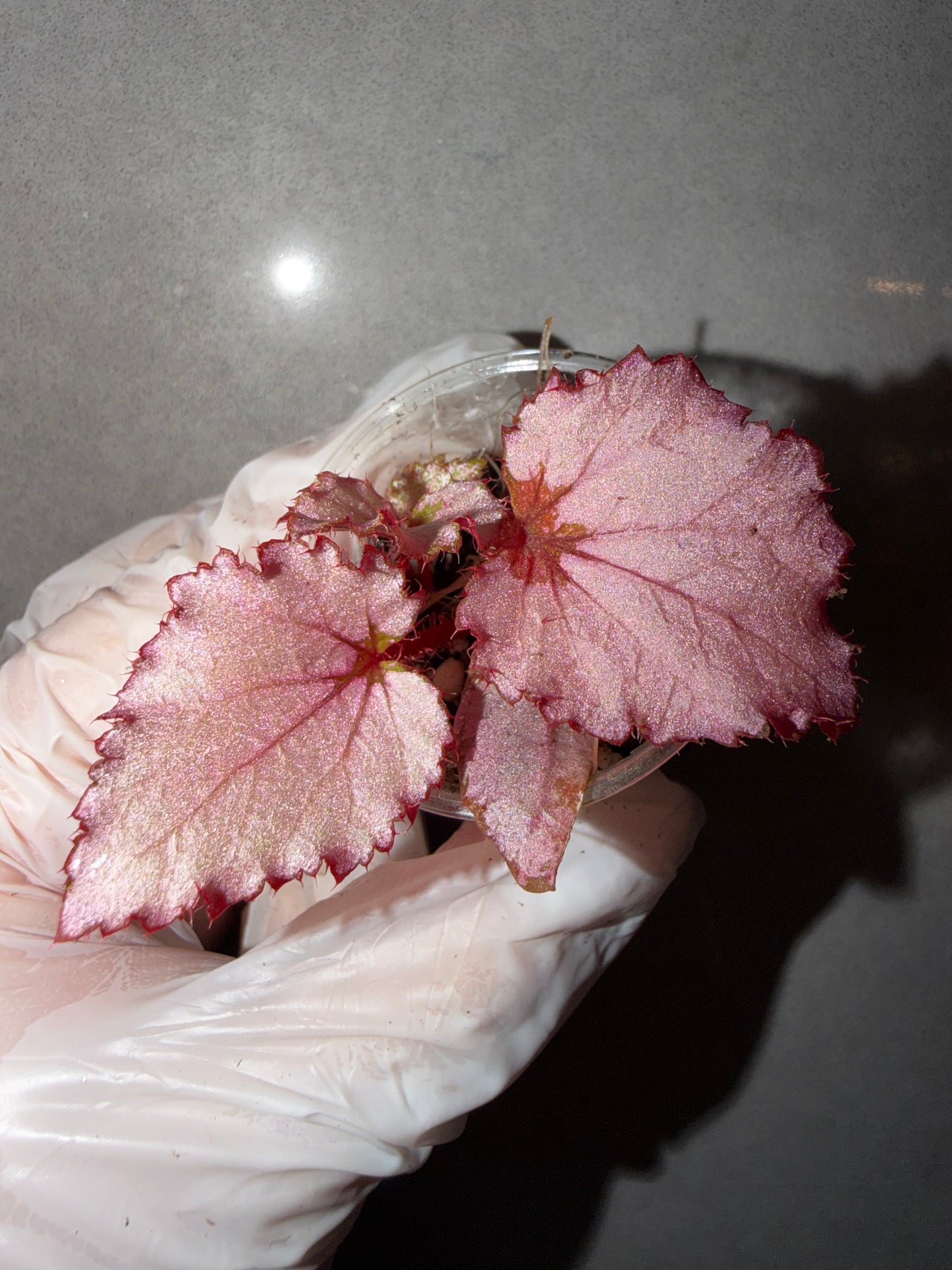 🌸Begonia ’Pink Barbie‘