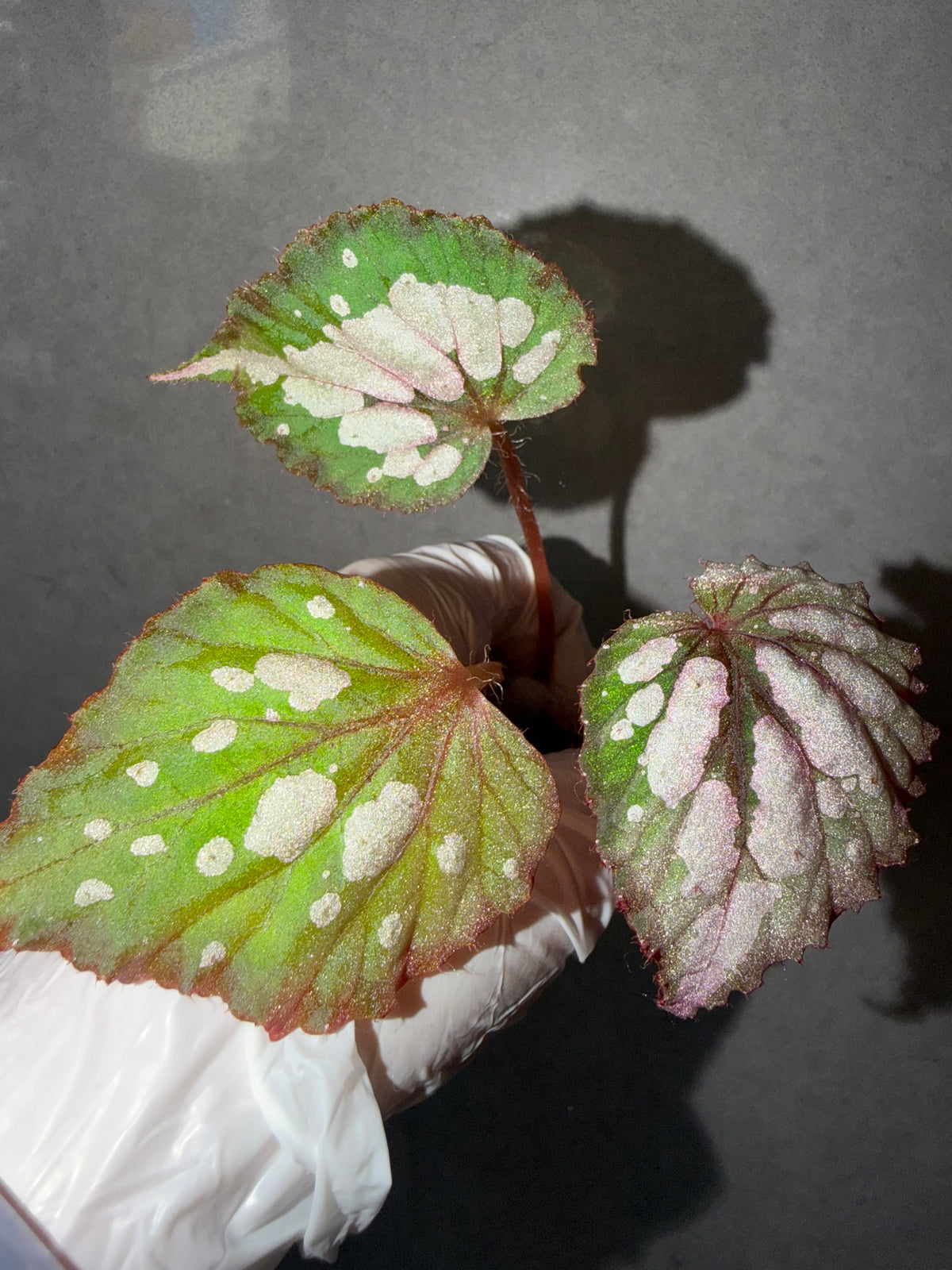 Begonia 5 Combo：polilloensis x rajah➕ hybrid ‘Blue-Green’➕ scapigera➕ Robert Golden➕ Dolce Vita