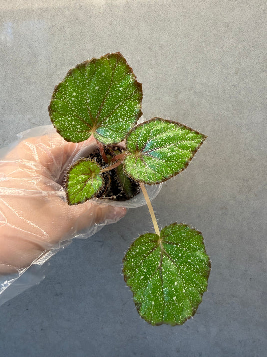 🌿Begonia ’Morning Dew‘