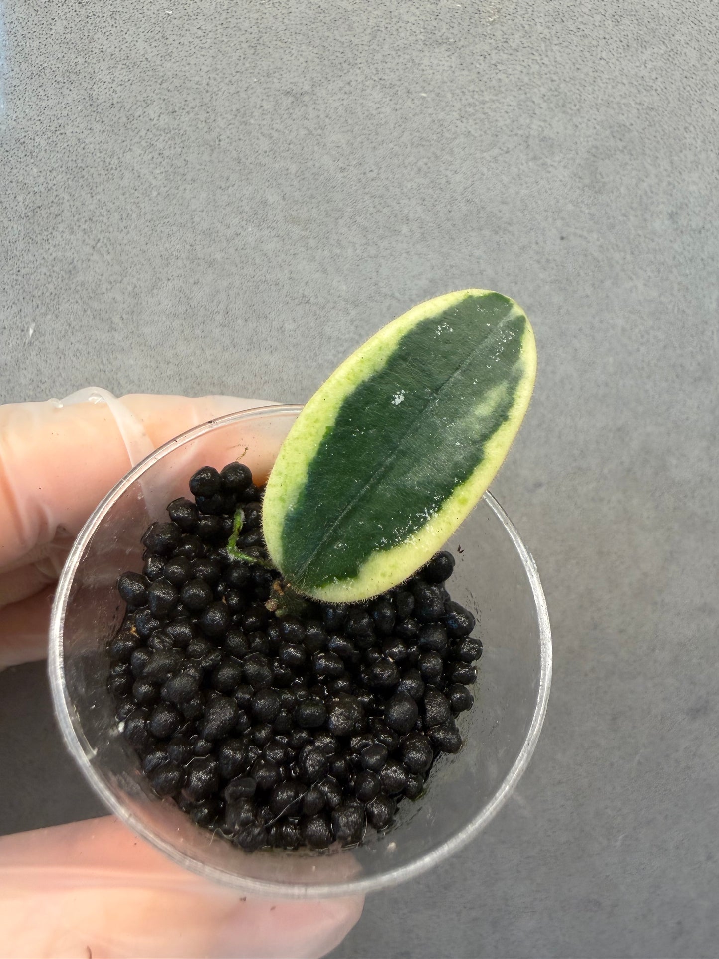 🌿Hoya LYI Prism