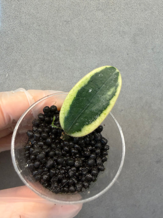 🌿Hoya LYI Prism