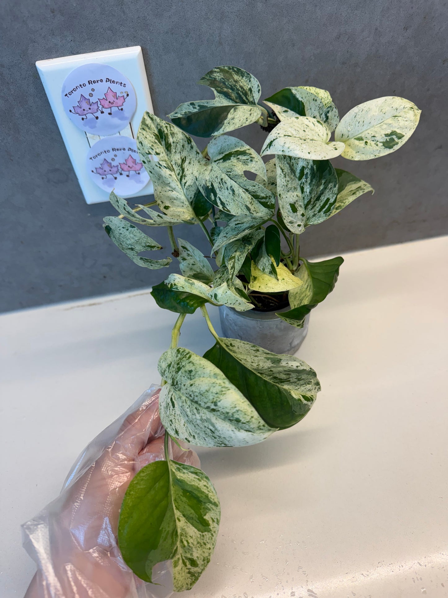 Epipremnum pinnatum 'Marble '